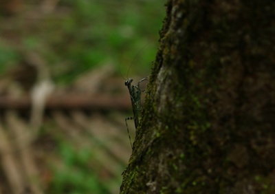 Praying Mantis Praying Mantis