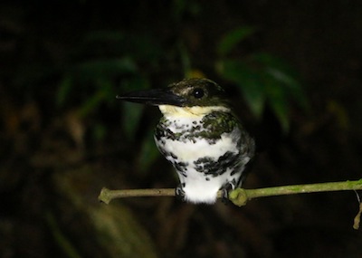 Green Kingfisher Green Kingfisher