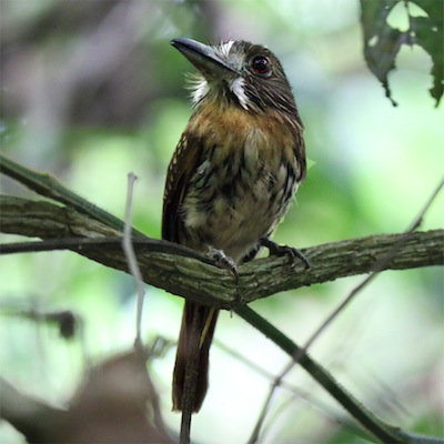 White-whiskered Puffbird White-whiskered Puffbird