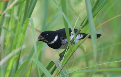 Variable Seedeater Variable Seedeater