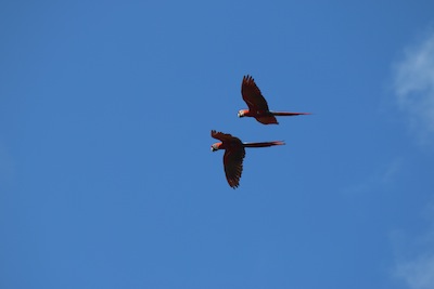 Scarlet Macaws Scarlet Macaws