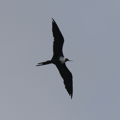 Magnificient Frigatebird (female) Magnificient Frigatebird (female)