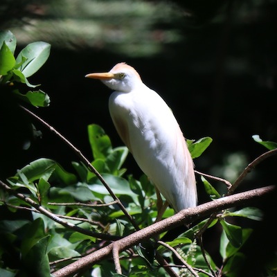 Cattle Egret (breeding male) Cattle Egret (breeding male)