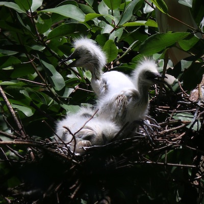 Cattle Egret chicks Cattle Egret chicks