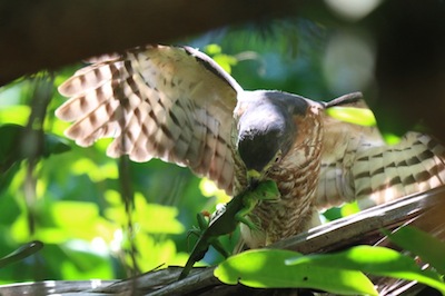 Roadside Hawk eating Green lizard