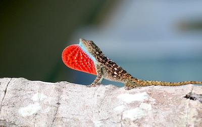 Anole displaying dulap Anole displaying dulap