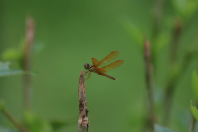 Orange Dragonfly