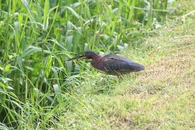 Green Heron