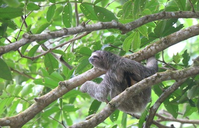 Three-toed Sloth Three-toed Sloth