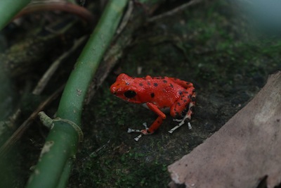 Strawberry poison dart red frog