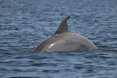 Dolphin