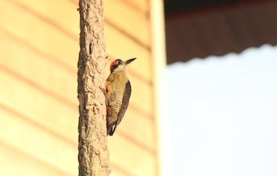 Woodpecker