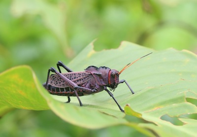 Purple grasshopper