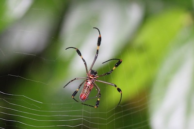 Golden Orb weaving spider