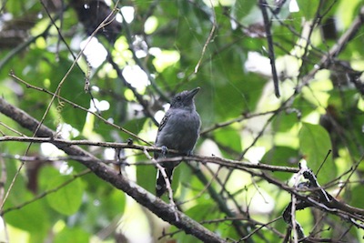Black-crowned/Western-slaty Antshrike Black-crowned/Western-slaty Antshrike
