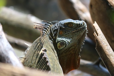 Iguana