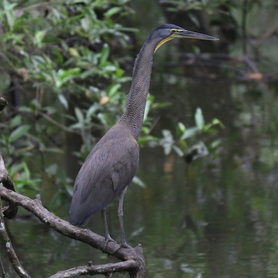 Bare-throated Tiger-Heron Bare-throated Tiger-Heron